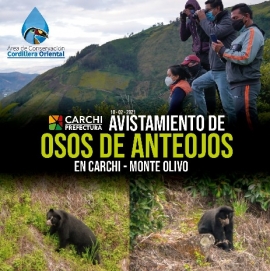 Avistamiento del oso de anteojos en el Carchi una prioridad de conservación